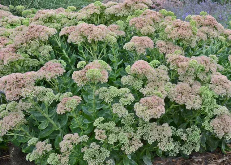 G629 Sedum Spectabile 'autumn Fire' - View 25 from www redcrocus com