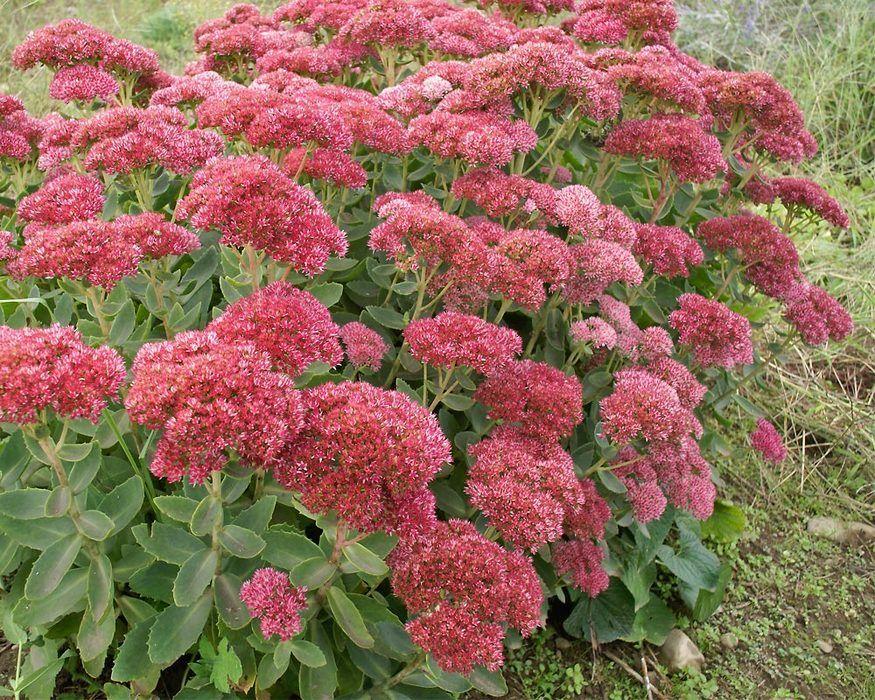 G629 Sedum Spectabile 'autumn Fire' - View 27 from www redcrocus com