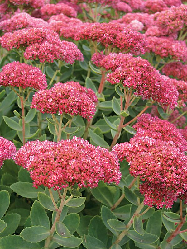 G629 Sedum Spectabile 'autumn Fire' - View 28 from www redcrocus com
