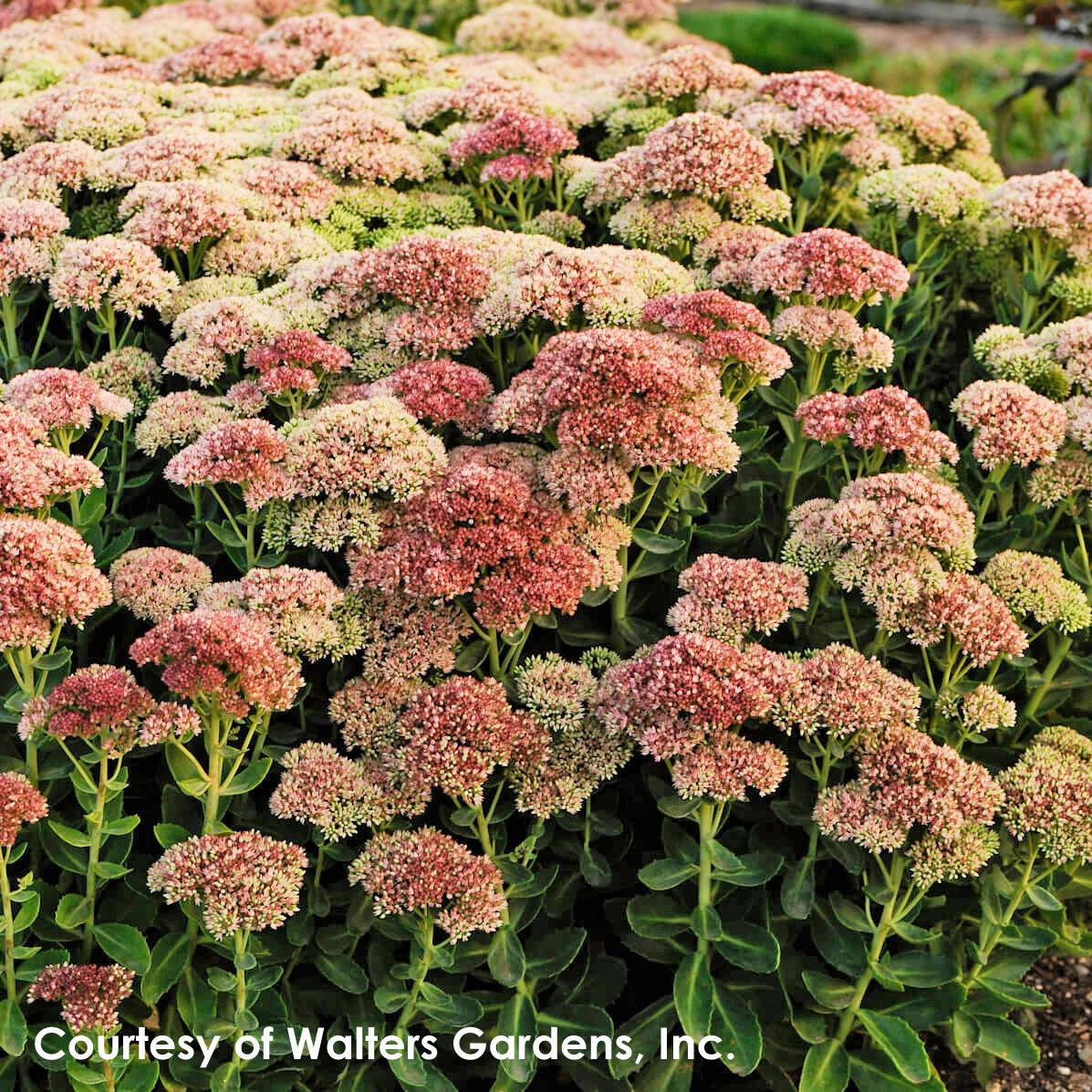 G629 Sedum Spectabile 'autumn Fire' - View 30 from www redcrocus com