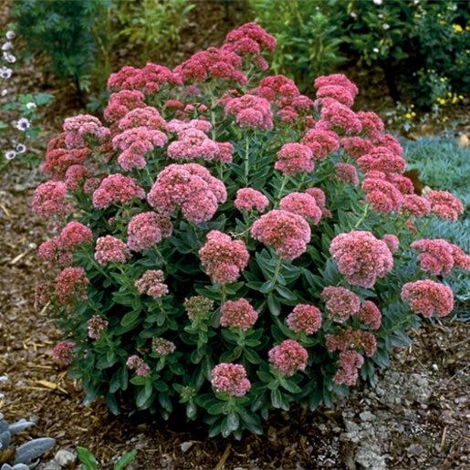 G629 Sedum Spectabile 'autumn Fire' - View 31 from www redcrocus com