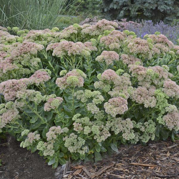 G629 Sedum Spectabile 'autumn Fire' - View 32 from www redcrocus com