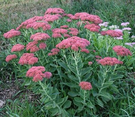 G629 Sedum Spectabile 'autumn Fire' - View 33 from www redcrocus com