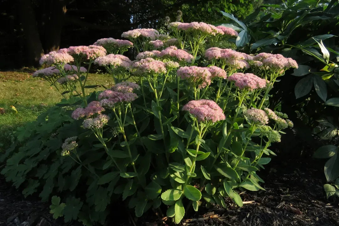 G629 Sedum Spectabile 'autumn Fire' - View 34 from www redcrocus com