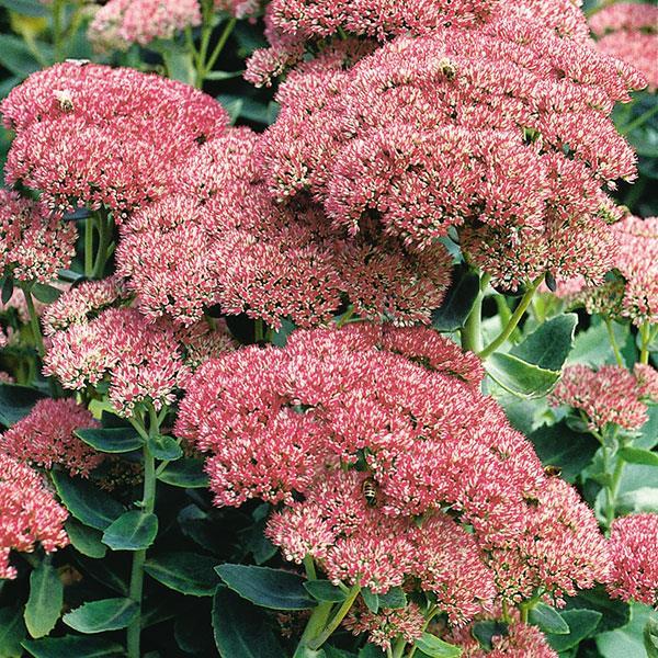 G629 Sedum Spectabile 'autumn Fire' - View 38 from www redcrocus com