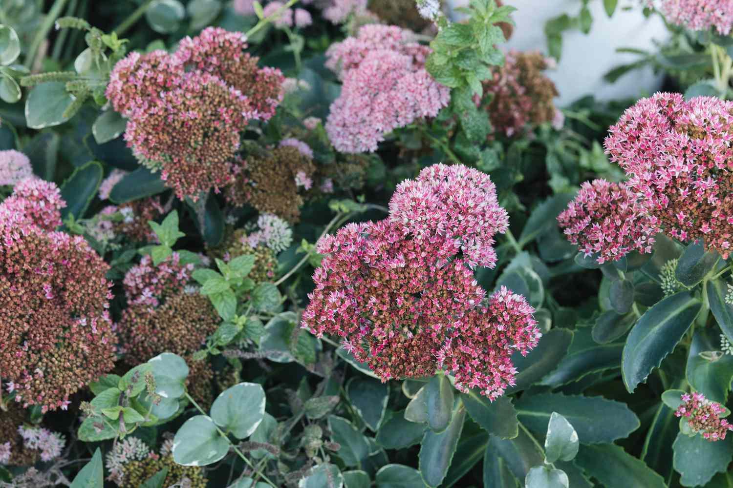 G629 Sedum Spectabile 'autumn Fire' - View 39 from www redcrocus com