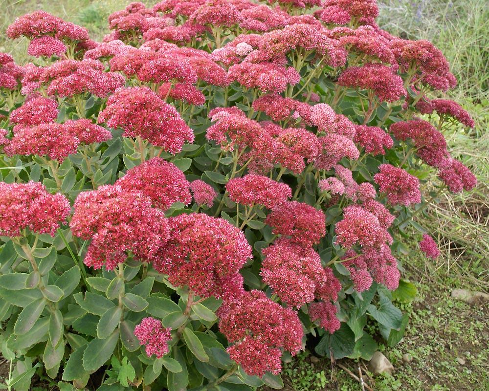 G629 Sedum Spectabile 'autumn Fire' - View 40 from www redcrocus com