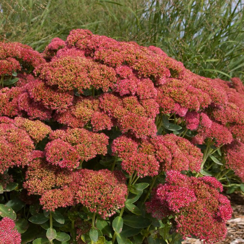G629 Sedum Spectabile 'autumn Fire' - View 4 from www redcrocus com