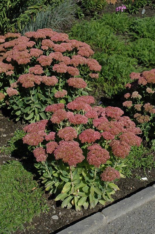 G629 Sedum Spectabile 'autumn Fire' - View 7 from www redcrocus com