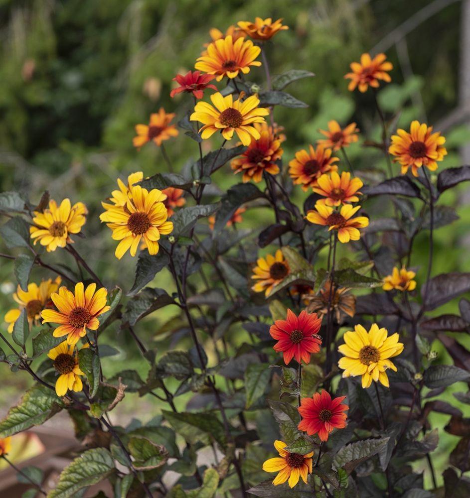 G631 Heliopsis Helianthoides Bleeding Hearts - View 17 from www redcrocus com