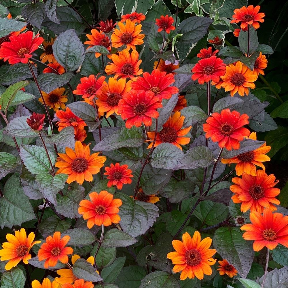 G631 Heliopsis Helianthoides Bleeding Hearts - View 1 from www redcrocus com