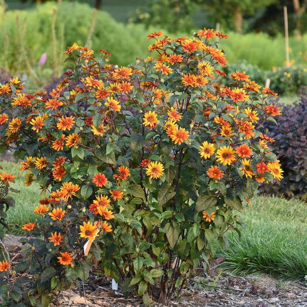 G631 Heliopsis Helianthoides Bleeding Hearts - View 2 from www redcrocus com