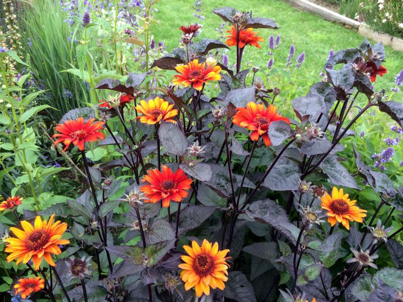 G631 Heliopsis Helianthoides Bleeding Hearts - View 6 from www redcrocus com