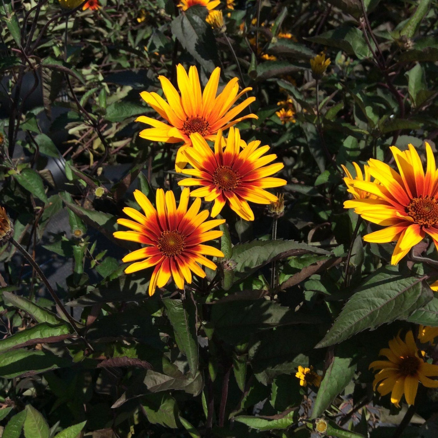 G631 Heliopsis Helianthoides Bleeding Hearts - View 9 from www redcrocus com