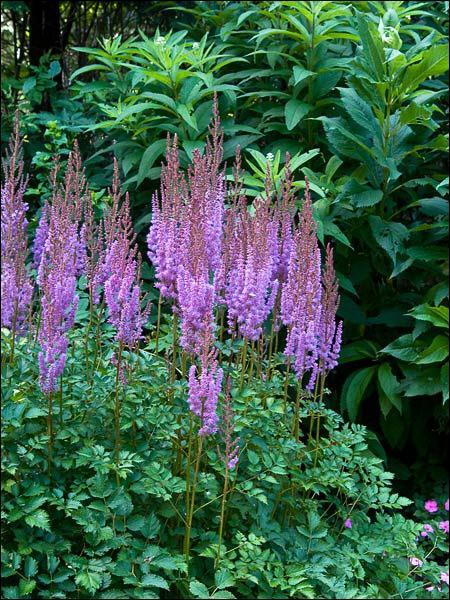 G634 Astilbe Chinensis 'purple Candles' - View 11 from www redcrocus com