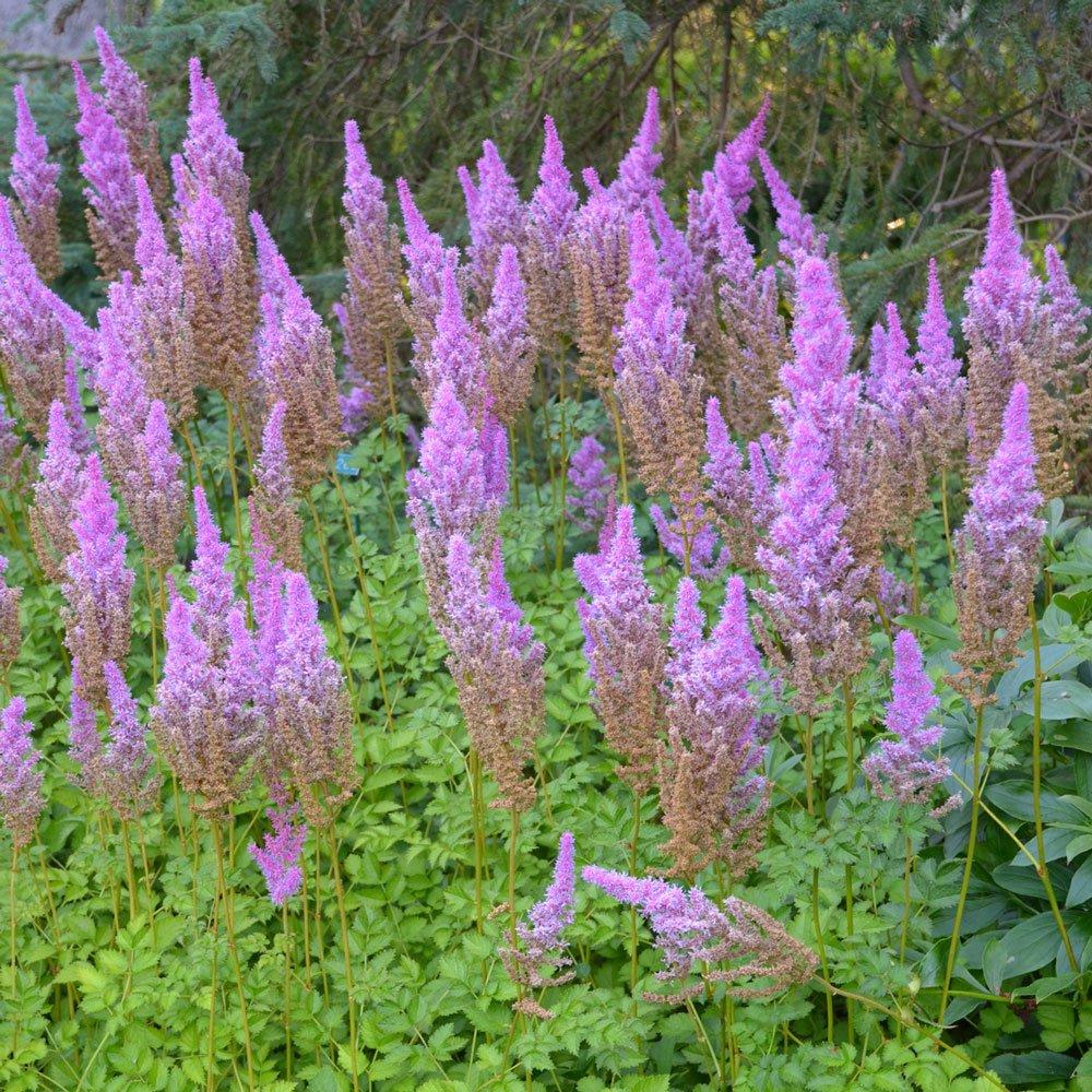 G634 Astilbe Chinensis 'purple Candles' - View 33 from www redcrocus com