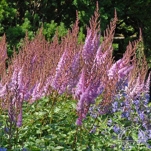 G634 Astilbe Chinensis 'purple Candles' - View 35 from www redcrocus com