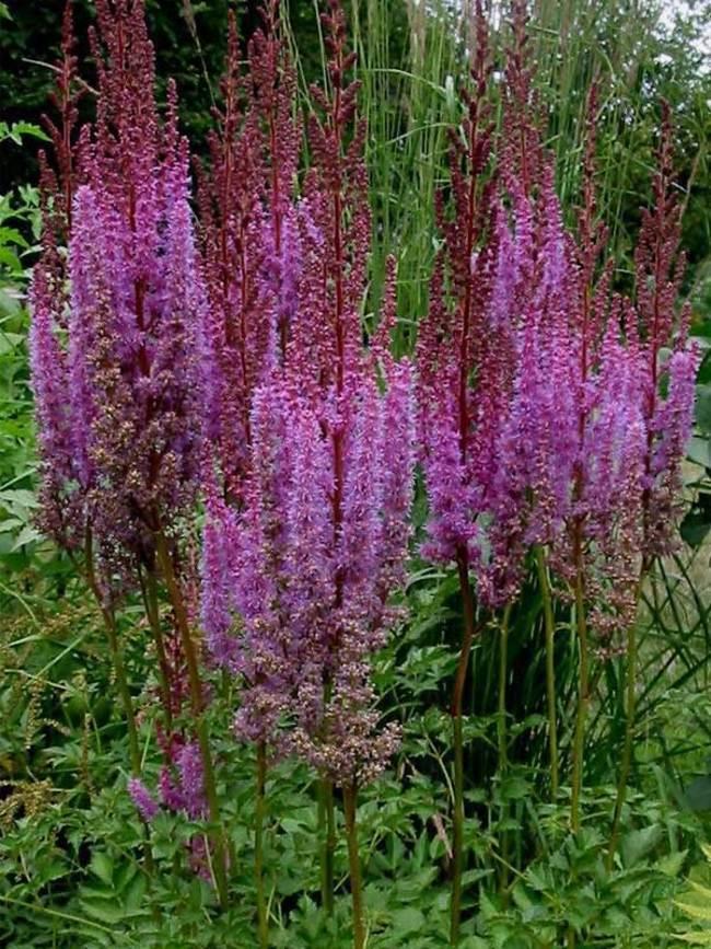 G634 Astilbe Chinensis 'purple Candles' - View 4 from www redcrocus com