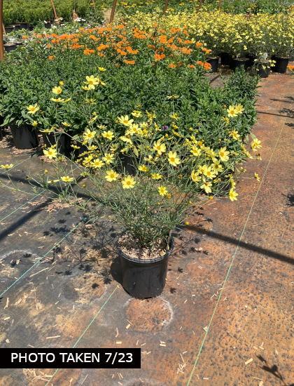 G638 Coreopsis Verticillata 'moonbeam' - View 22 from www redcrocus com