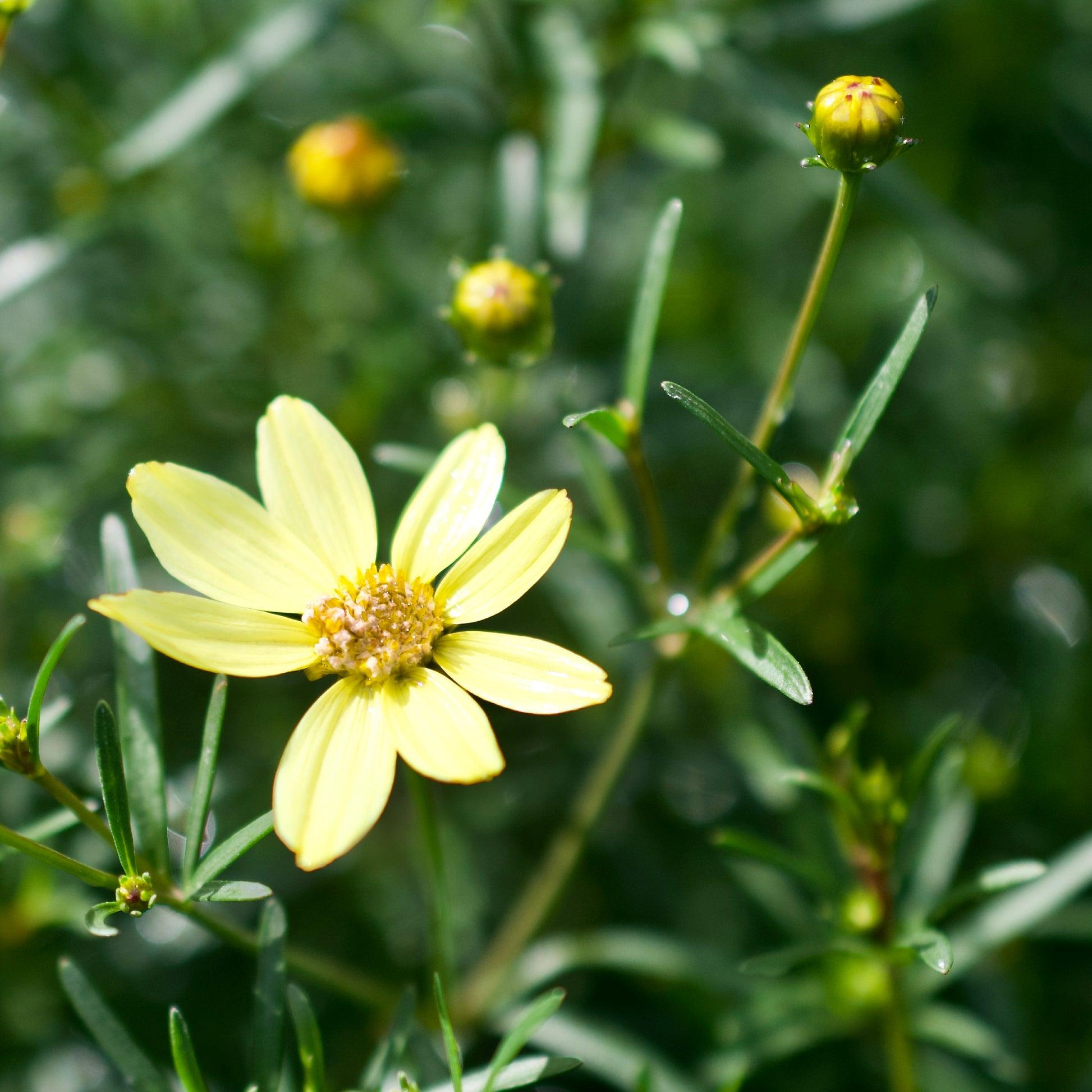 G638 Coreopsis Verticillata 'moonbeam' - View 28 from www redcrocus com