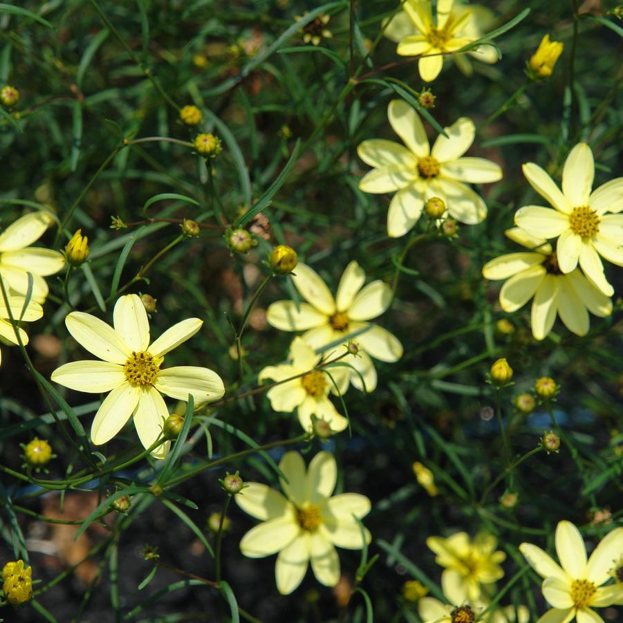G638 Coreopsis Verticillata 'moonbeam' - View 29 from www redcrocus com