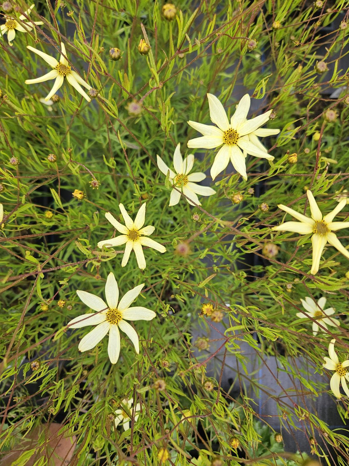 G638 Coreopsis Verticillata 'moonbeam' - View 31 from www redcrocus com