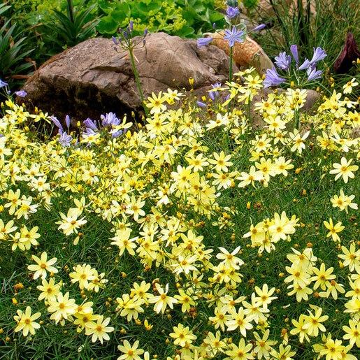 G638 Coreopsis Verticillata 'moonbeam' - View 36 from www redcrocus com
