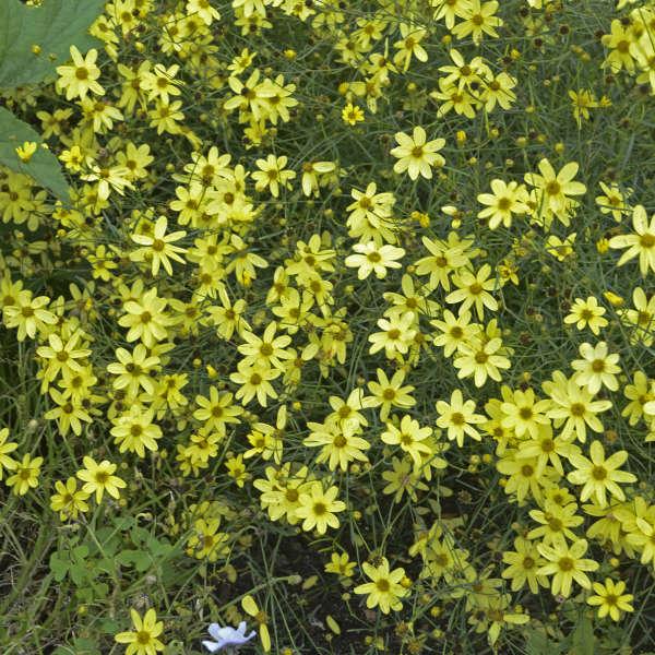 G638 Coreopsis Verticillata 'moonbeam' - View 7 from www redcrocus com