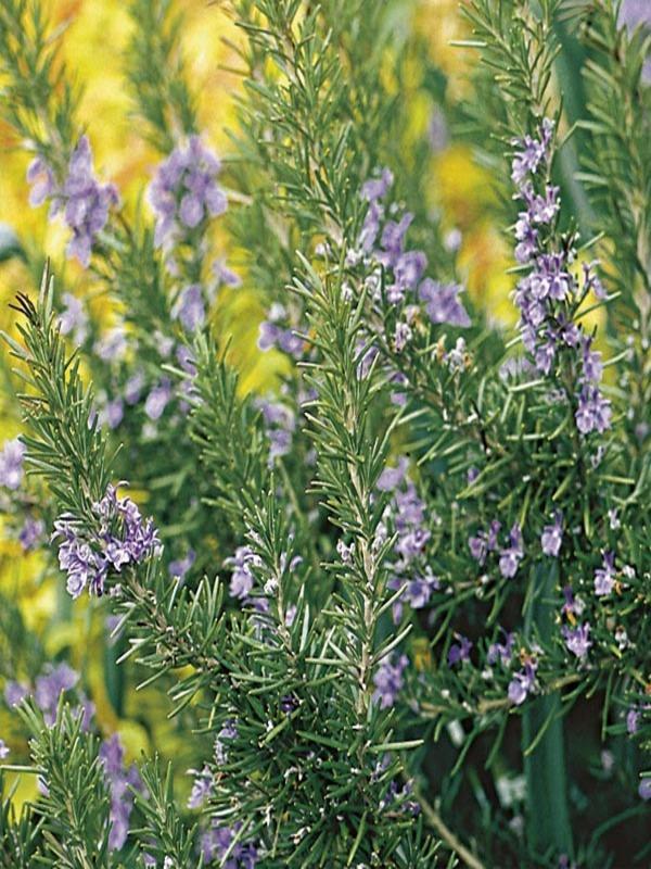 G650 Rosmarinus Officinalis Tuscan Blue Pyramid - View 10 from www redcrocus com