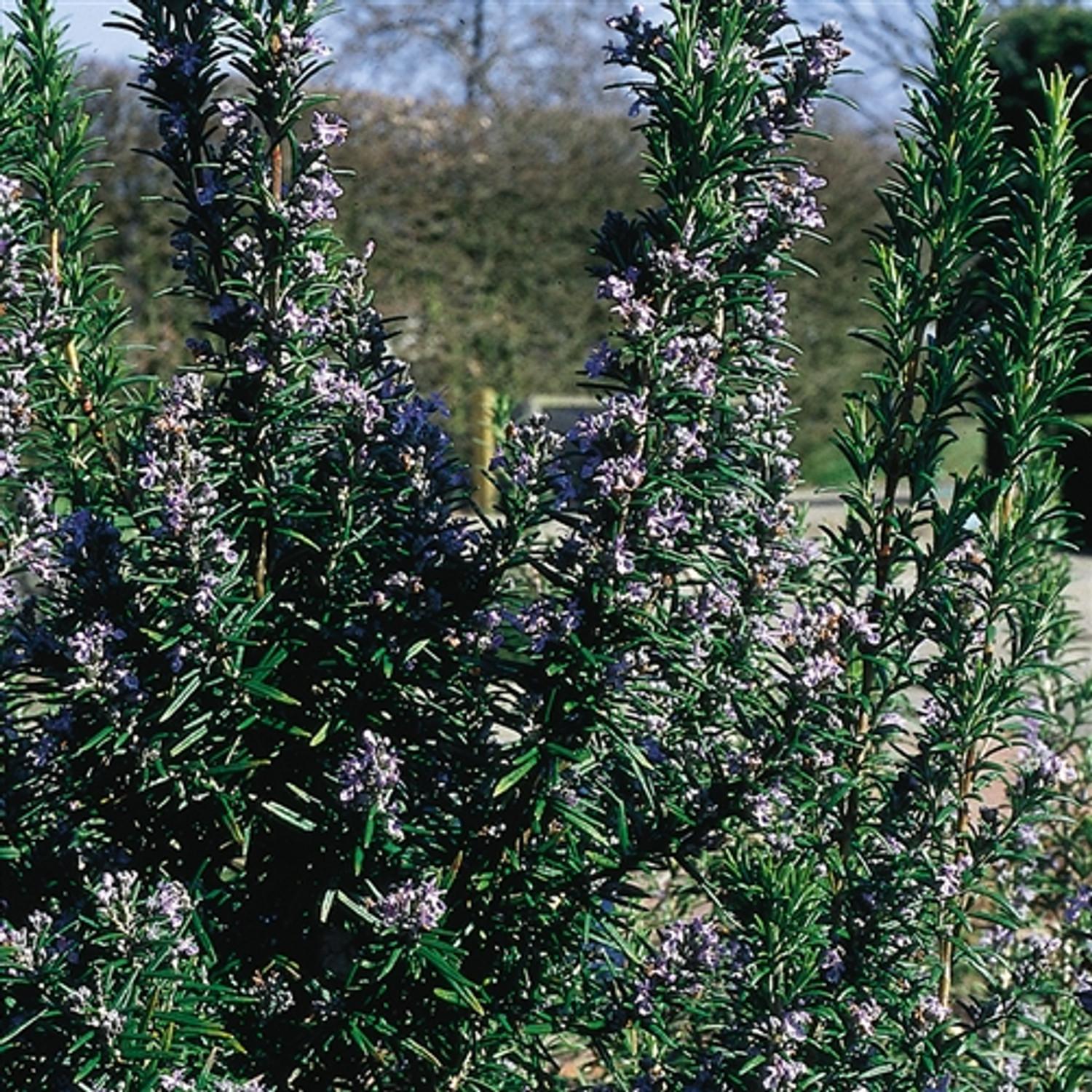 G650 Rosmarinus Officinalis Tuscan Blue Pyramid - View 13 from www redcrocus com