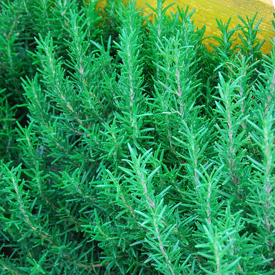 G650 Rosmarinus Officinalis Tuscan Blue Pyramid - View 16 from www redcrocus com