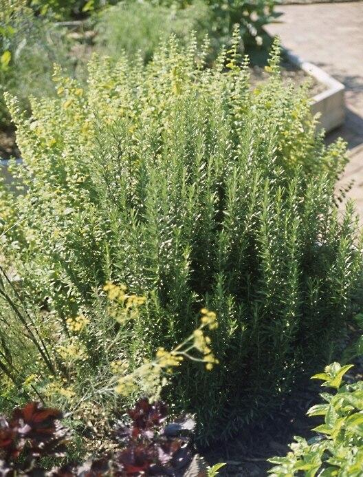 G650 Rosmarinus Officinalis Tuscan Blue Pyramid - View 18 from www redcrocus com