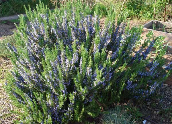 G650 Rosmarinus Officinalis Tuscan Blue Pyramid - View 19 from www redcrocus com
