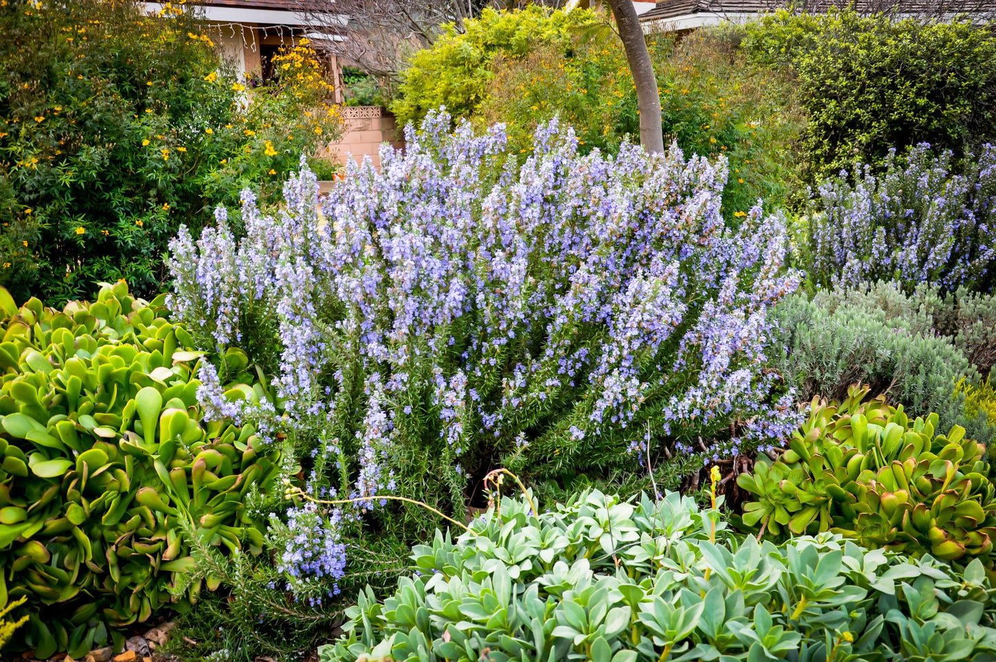 G650 Rosmarinus Officinalis Tuscan Blue Pyramid - View 1 from www redcrocus com