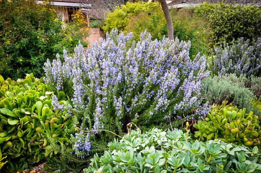 G650 Rosmarinus Officinalis Tuscan Blue Pyramid - View 1 from www redcrocus com