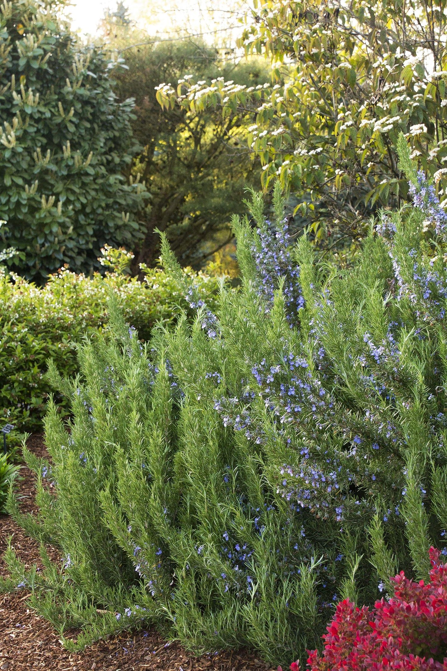 G650 Rosmarinus Officinalis Tuscan Blue Pyramid - View 2 from www redcrocus com