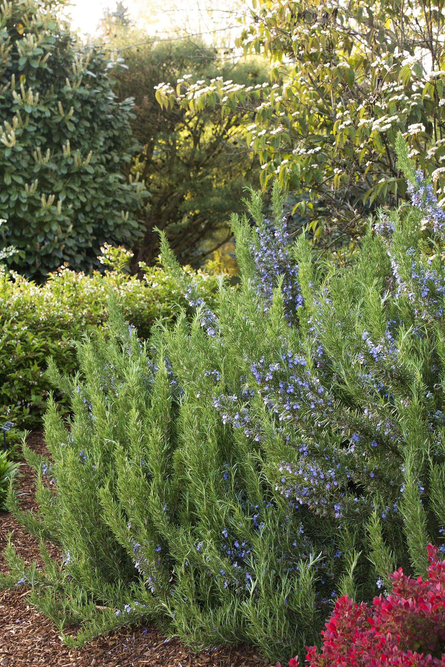 G650 Rosmarinus Officinalis Tuscan Blue Pyramid - View 2 from www redcrocus com