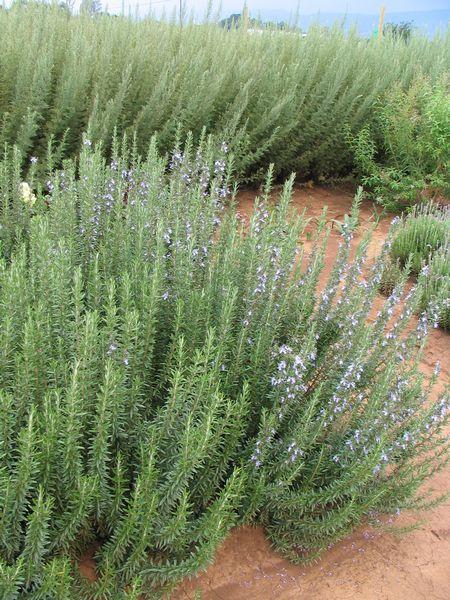 G650 Rosmarinus Officinalis Tuscan Blue Pyramid - View 3 from www redcrocus com