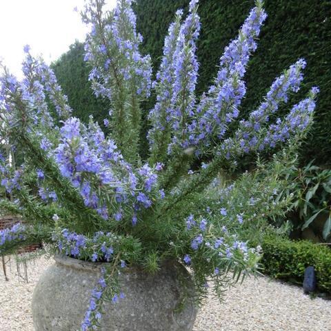 G650 Rosmarinus Officinalis Tuscan Blue Pyramid - View 4 from www redcrocus com