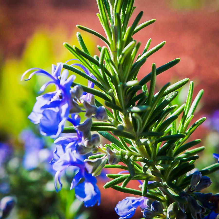 G650 Rosmarinus Officinalis Tuscan Blue Pyramid - View 5 from www redcrocus com
