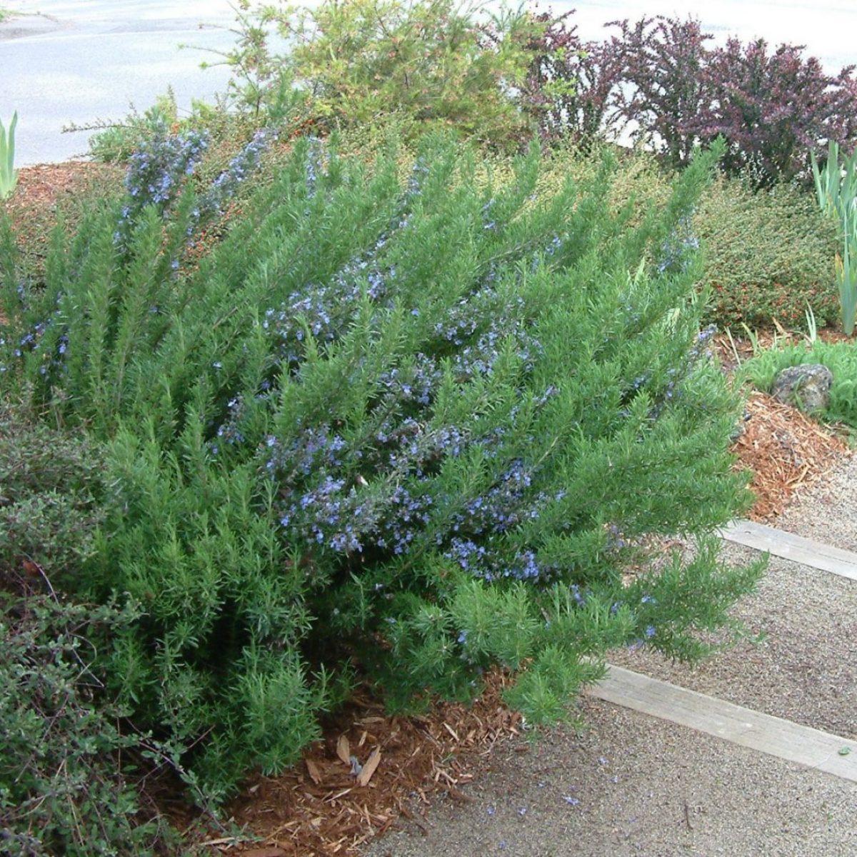G650 Rosmarinus Officinalis Tuscan Blue Pyramid - View 6 from www redcrocus com