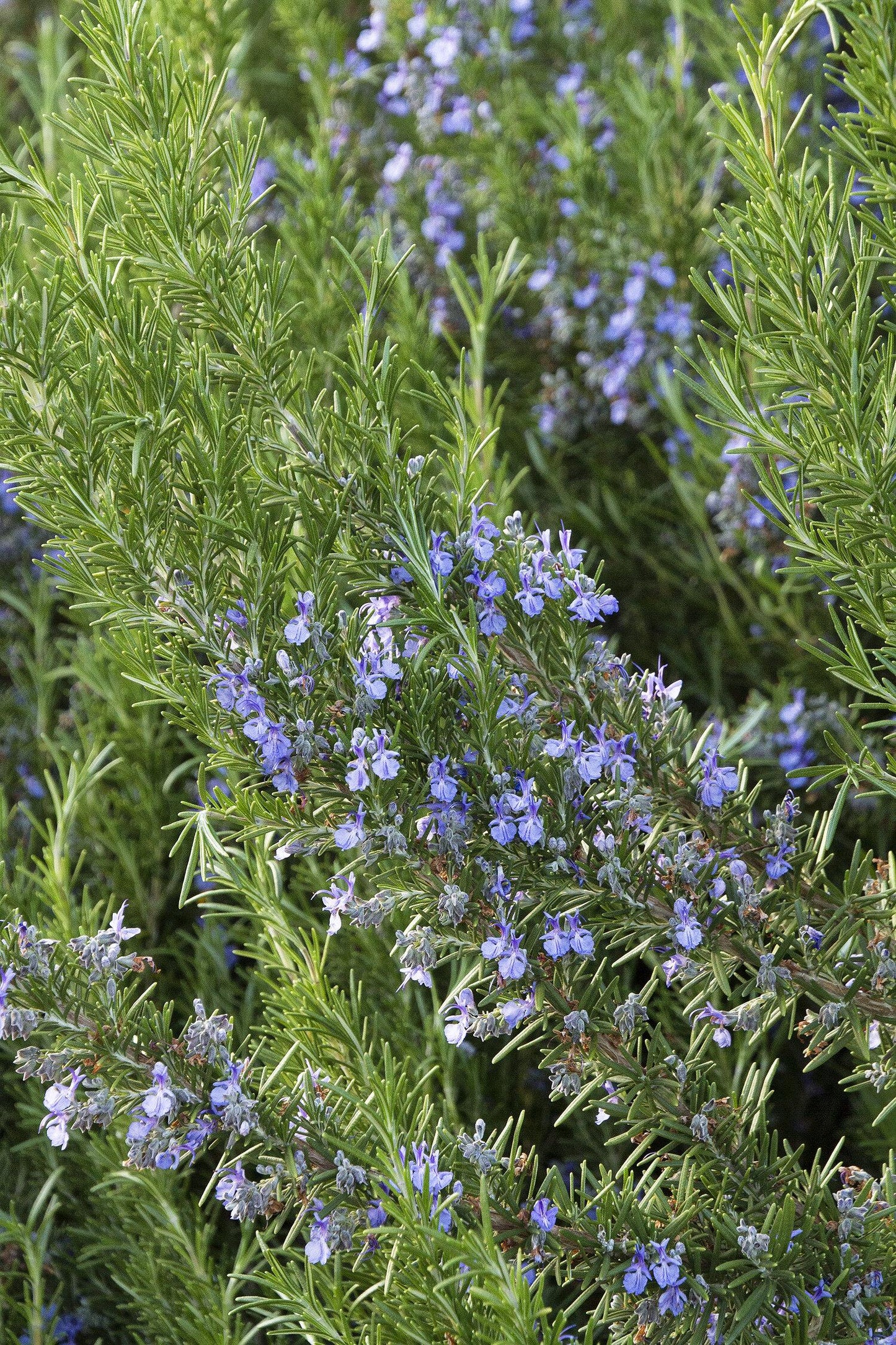 G650 Rosmarinus Officinalis Tuscan Blue Pyramid - View 7 from www redcrocus com