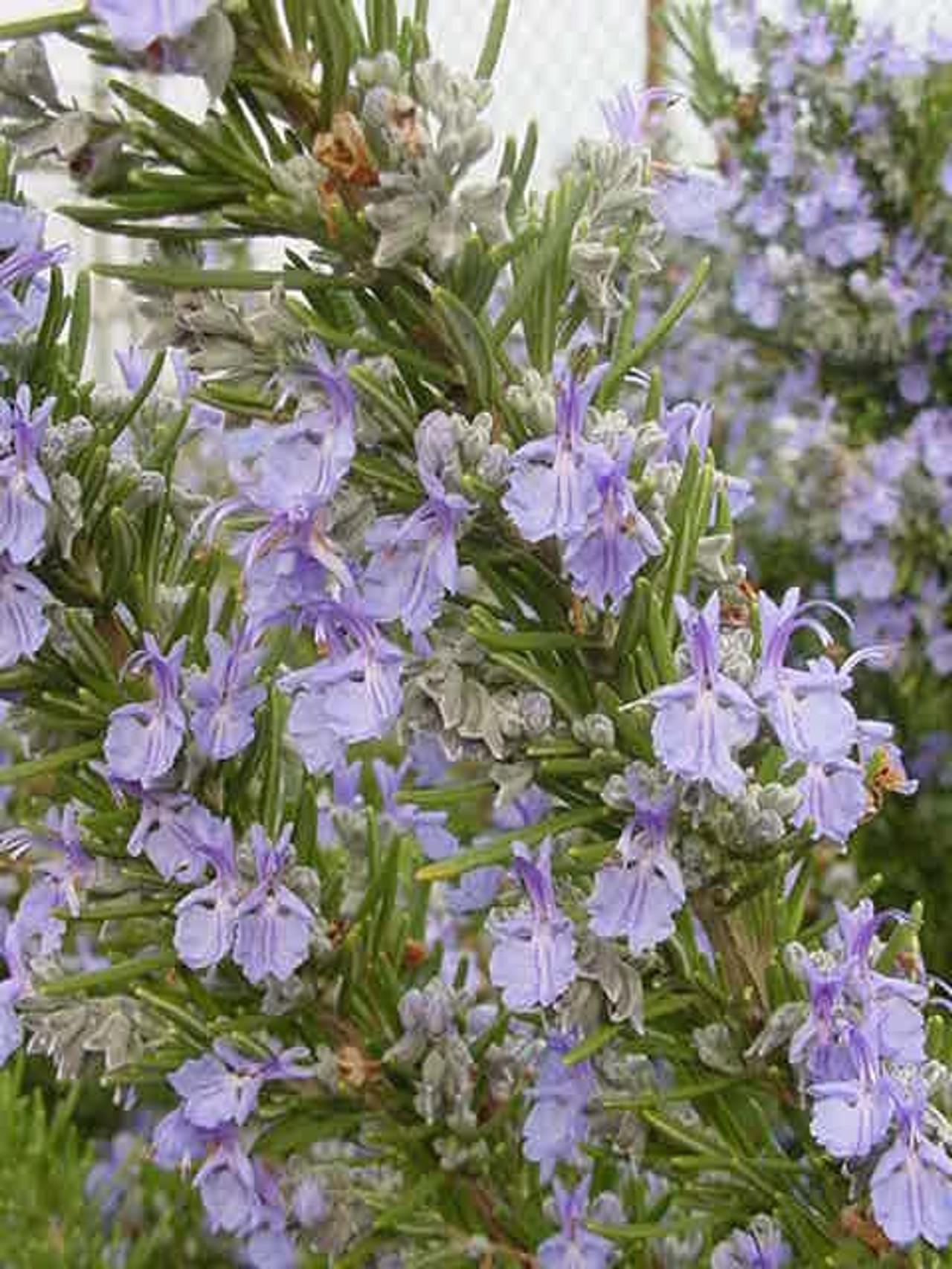 G650 Rosmarinus Officinalis Tuscan Blue Pyramid - View 8 from www redcrocus com