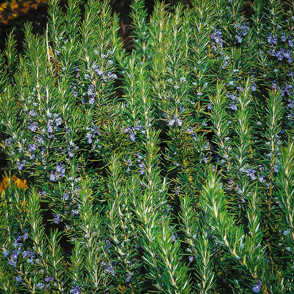 G650 Rosmarinus Officinalis Tuscan Blue Pyramid - View 9 from www redcrocus com