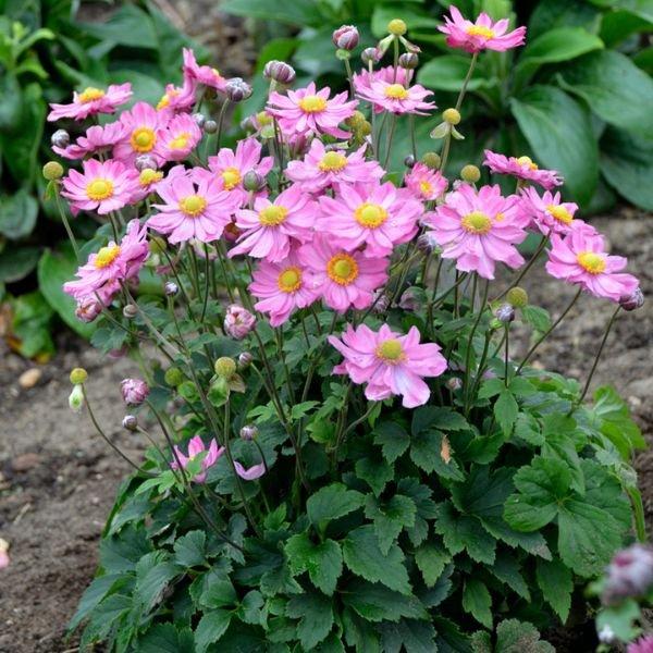 G652 Anemone 'curtain Call Pink' - View 14 from www redcrocus com