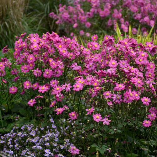 G652 Anemone 'curtain Call Pink' - View 15 from www redcrocus com