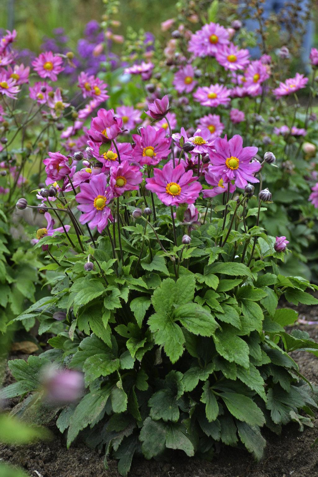 G652 Anemone 'curtain Call Pink' - View 16 from www redcrocus com
