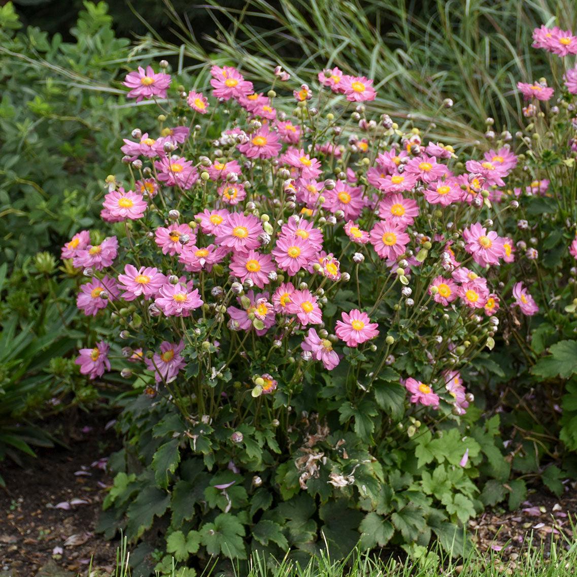 G652 Anemone 'curtain Call Pink' - View 18 from www redcrocus com