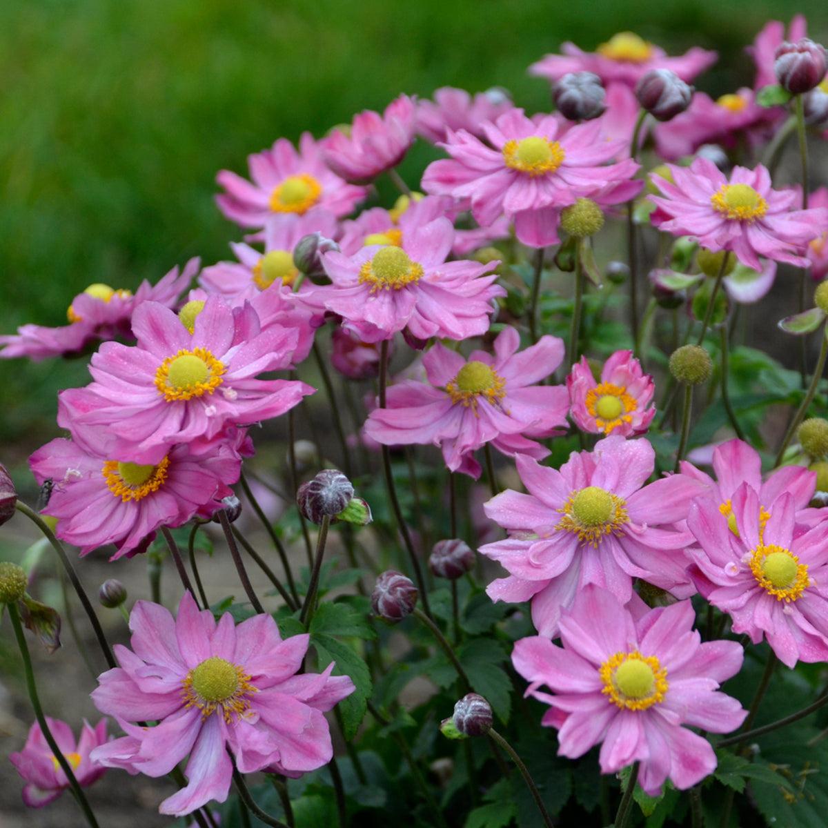 G652 Anemone 'curtain Call Pink' - View 19 from www redcrocus com