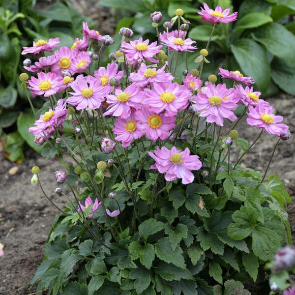 G652 Anemone 'curtain Call Pink' - View 1 from www redcrocus com